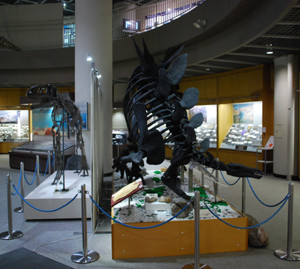 ２東北大理学博物館