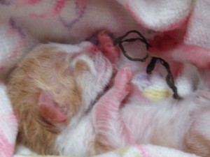 にゃんこ２563800519_187