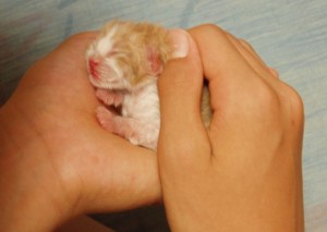 5にゃんこ１63800519_172