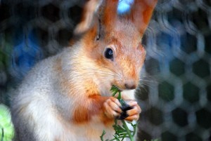 e38184994085371_141 金色のおおきなリスがお出迎え。