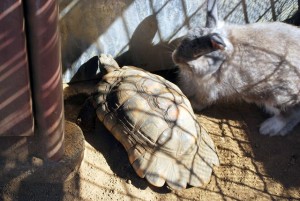 e3818623802237_3471986845 うさぎとかめが同居!