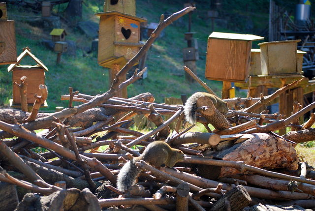 e3818823802237_897505539 いよいよリスの放し飼いの広場へ