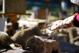 e3818a23802237_3837580367 ミトンをした手からひまわりの種を。