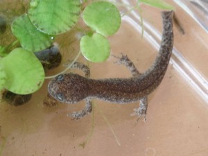 e382b5e383b3e38381e383a3e383b3e382ba2473494140_20