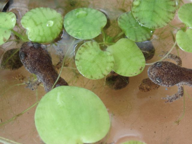 e382b5e383b3e38381e383a3e383b3e382baefbc91473494140_60