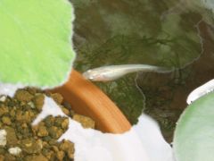 e382b7e383ade383a1e38380e382abefbc91