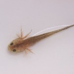 e38388e382a6e382ade383a7e382a6e382b5e383b3e382b7e383a7e382a6e382a6e382aaefbc91427713236_169 e38388e382a6e382ade383a7e382a6e382b5e383b3e382b7e383a7e382a6e382a6e382aaefbc91427713236_169