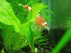 e383ace38383e38389e38393e383bcefbc931588356_1669811474s1