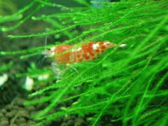 e383ace38383e38389e38393e383bcefbc941588356_2517993269s