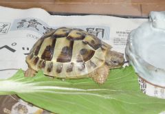 家に来て始めての食事は青梗菜。