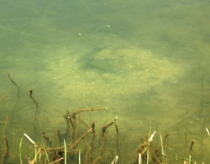 e5ae89e69b87e9878e-4