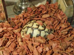 旅の疲れで、すぐに眠ってしまいました。