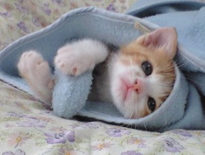 こねこ27568121_873947702 こねこ27568121_873947702