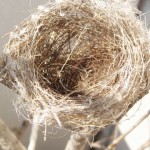 小鳥の巣1214674_1222966198 小鳥の巣1214674_1222966198