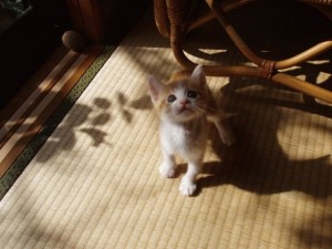 こねこ１568121_2974181025