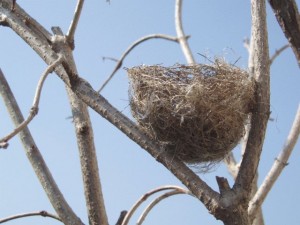 小鳥の巣1214674_2570604018 小鳥の巣1214674_2570604018